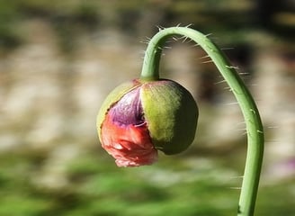 Rose rouge partiellement épanouie, tige pliée vers le bas symbolisant le stress