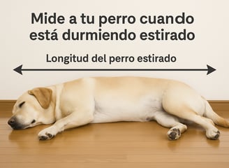 cama perro grande dormido