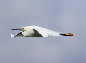 Snowy Egret