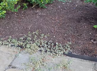 A dry weed after to apply a organic formula for weed control