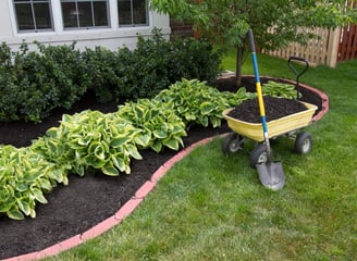 A flowerbed and wheel barrow filled with mulch. The garden is full of hedges and ornamental shrubs..