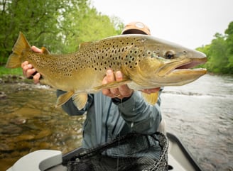 Huge South Holston River Brown Trout