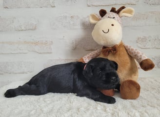 Chiot Schnauzer nain noir