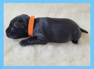 Chiot mâle Schnauzer miniature