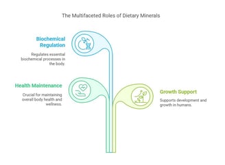 roles of Minerals