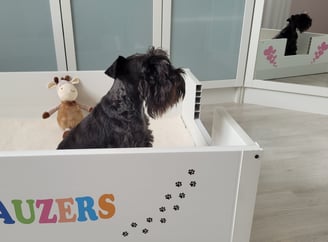Femelle Schnauzer miniature gestanate