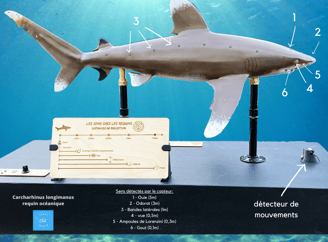 Maquette interactive qui présente les 7 sens du requin