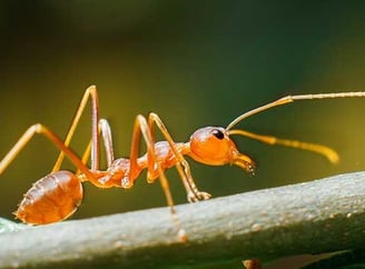 fourmis rouge sur une branche