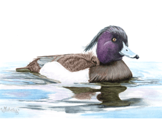 Tufted Duck, gliding peacefully through the water.