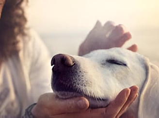 cómo saber si mi perro me quiere