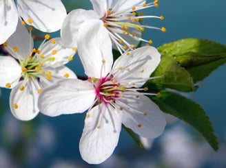 white flower, green leaves ,blue background