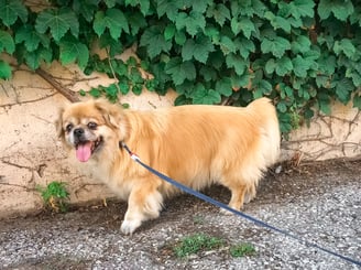 A Tibetan Spaniel outdoors in front of an ivy-covered cement wall.