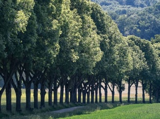 "7000 Carvalhos” de Joseph Beuys