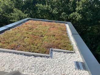 toiture végétale avec protection