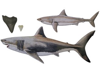 Comparaison Mégalodon et Requin Blanc