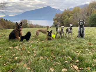 nos chiens en balade avec les copains