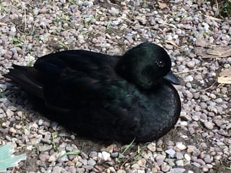 Black Call duck