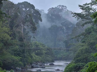 The rainforest of Danum Valley