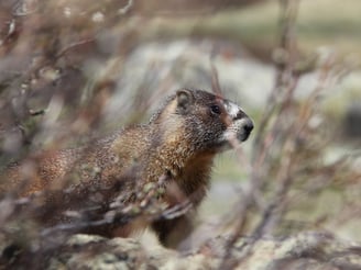 Marmot in Guanella Pass, Colorado Summer 2016