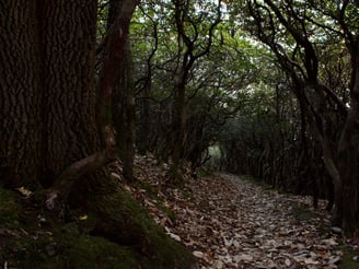 Spooky forest tunnel of rhododendron and oak trees, October 2022