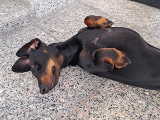 schlafender Hund
