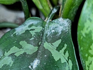 Sooty mould caused by mealy bugs