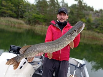 grace a fishing escape sweden, un pêcheur tient un gros brochet suedois. il y a des roseaux.