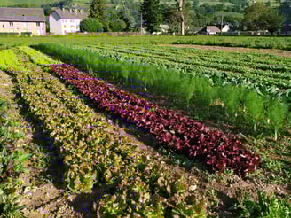 Maraichage en vallée d'Aspe