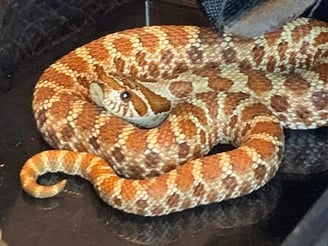 Red line influence western hognose