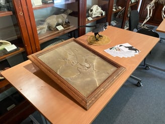 Archaeopteryx in museum