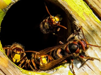 a couple of wasps on a tree stump