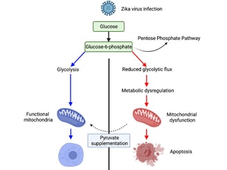 zika pathogenesis mechanisms