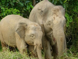 Uma fêmea de elefante-pigmeu-de-bornéu ao lado de seu filhote - Bernard DUPONT from FRANCE, CC BY-SA 2.0 - Wikimedia Commons