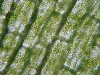 imagem da clorofila feito com microscópio 