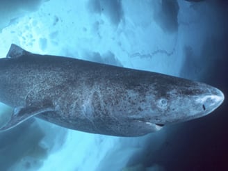 requin groeland