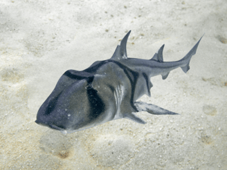 Requin dormeur taureau Jackson