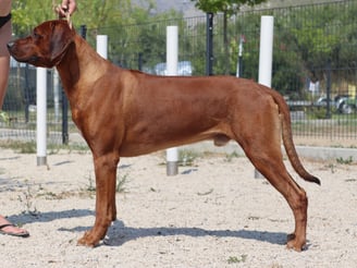 a dogue de bordeaux dogue de bordeaux, france