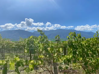 a vineyard with a view of mountains in the background