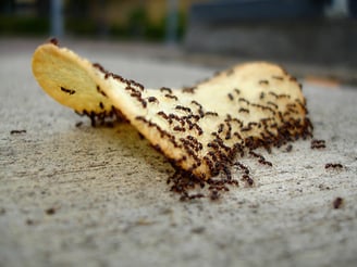 how to eliminate ants in the house