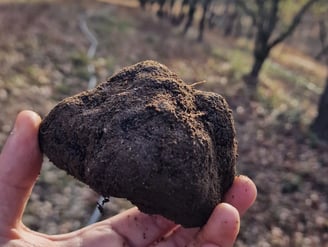 truffe noire perigord melanosporum brut de terre