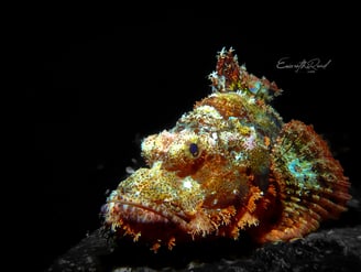 Stone fish camouflaged during scuba diving in Gili Trawangan