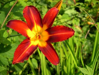 Foto Blüte rot-gelbe Taglilie