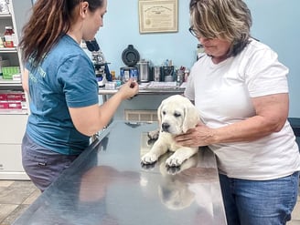 puppies for sale in usa