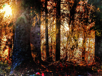Herbstlich am Schluchsee
