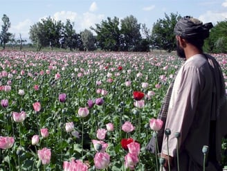 poppy field in a region controlled by the Taliban