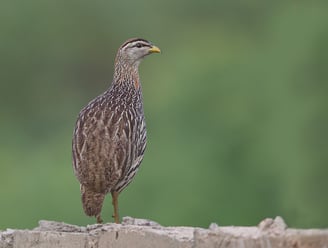 Double-spurred Francolin: A Hidden Gem of the Grasslands The double-spurred francolin is a ground-dw