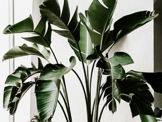 Natural leaf splits in a Bird of Paradise plants