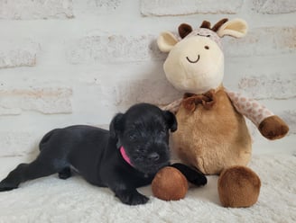 Femelle Schnauzer miniature