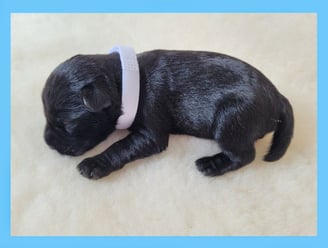 Chiot mâle élevage Diamants Noirs d'Also