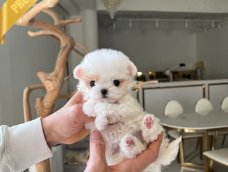 Teacup Maltipoo Puppies for Sale